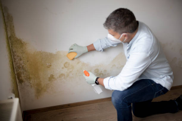 Ormond By The Sea, FL Mold Removal Company