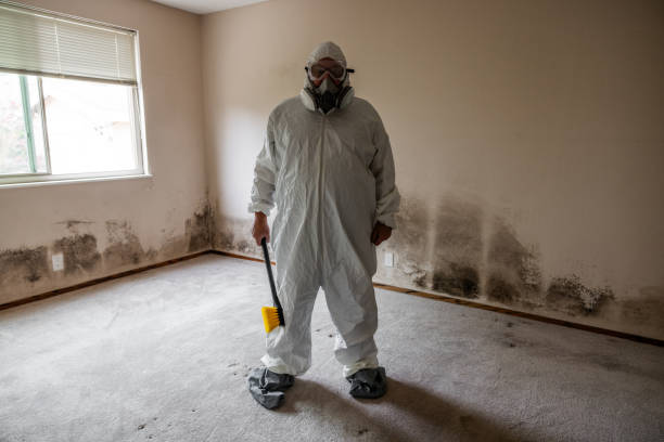 Best Attic Mold Removal  in Ormond By The Sea, FL
